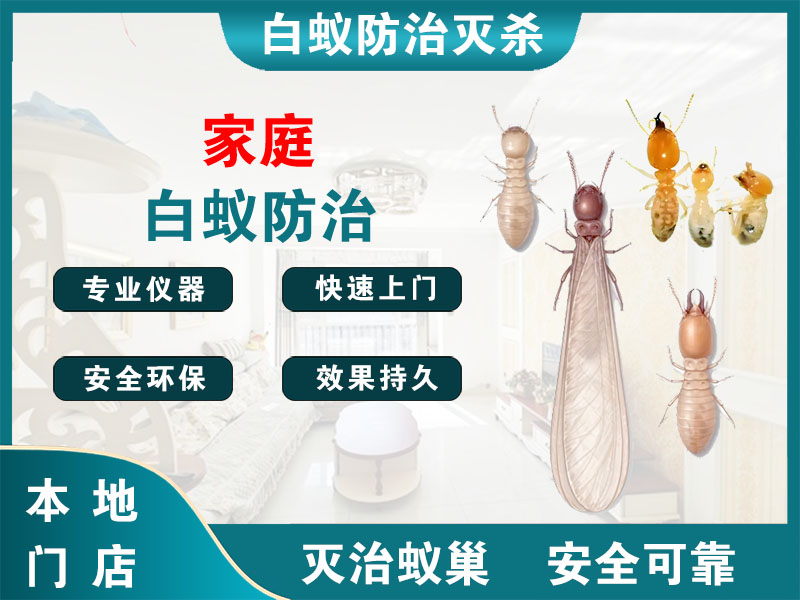 通州家庭白蚁防治