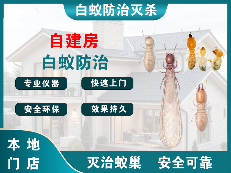 通州自建房白蚁防治